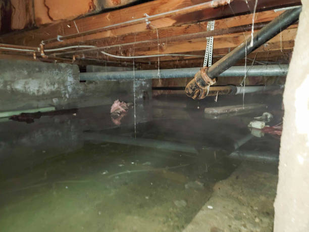 Best Water damage restoration near me  in Havana, IL